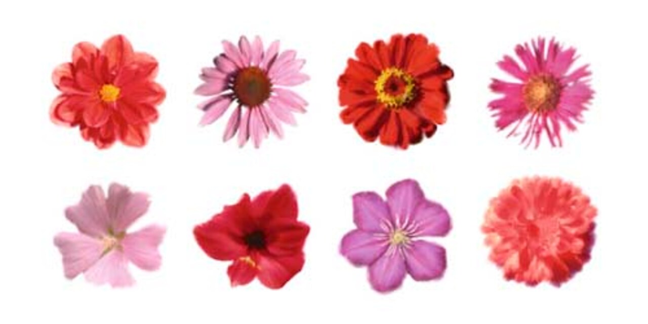 Petales Rouges et Roses by Tasmin Phoenix Wall Art Décor 19 3/4 x 39 1/2 Art Print